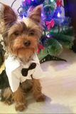 Bow Tie Evening Dog Suit