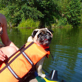 DYD Dog Life Jacket