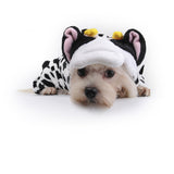 Cow Dog Costume - Dress Your Doggy